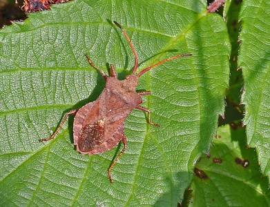 Box Bug, Gonocerus acuteangulatus, Alan Prowse